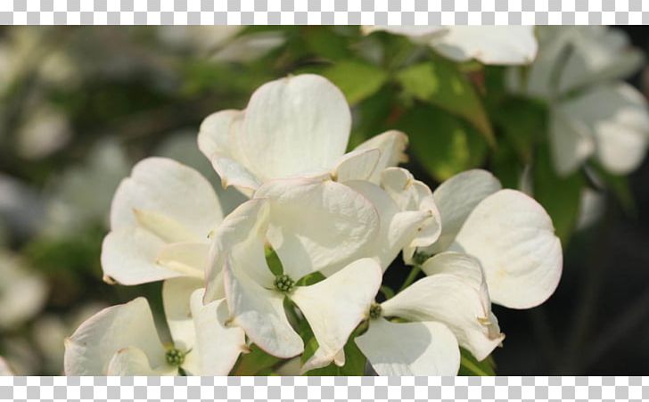Hydrangea Petal PNG, Clipart, Blossom, Branch, Cornus, Flower, Flowering Plant Free PNG Download