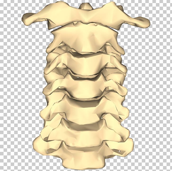 Vertebral Column Cervical Vertebrae Spinal Fusion Bone Lumbar Vertebrae PNG, Clipart, Anatomy, Bone, Cervical Vertebrae, Figurine, Human Skeleton Free PNG Download