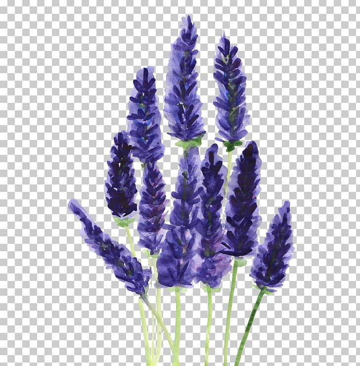 Lavender Drawing Watercolor Painting Plant PNG, Clipart, Color, Creative Market, Doodle, Drawing, English Lavender Free PNG Download