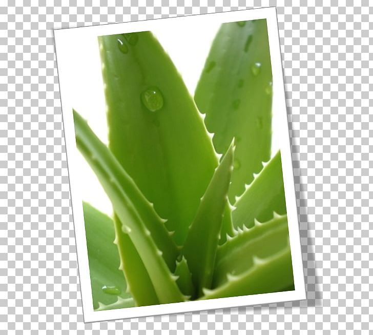 Aloe Vera Plant Skin Gel Health PNG, Clipart, Aloe, Aloe Vera, Cosmetics, Extract, Food Drinks Free PNG Download