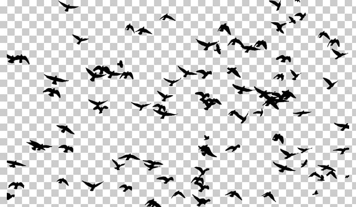 Bird Goose Flock Flight PNG, Clipart, Animal, Animal Migration, Animals, Beak, Bird Free PNG Download