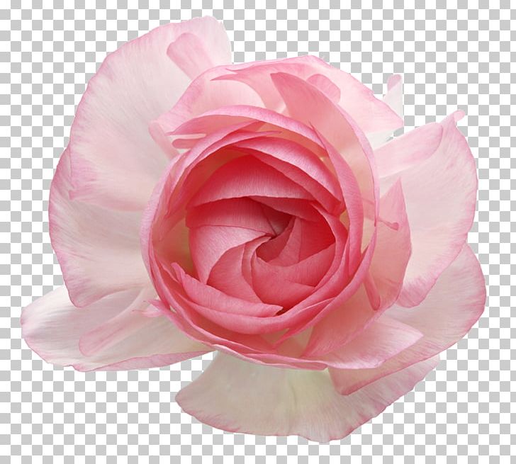Garden Roses Cabbage Rose Cut Flowers Pink PNG, Clipart, Artificial Flower, Beach Rose, Cut Flowers, Download, Floribunda Free PNG Download
