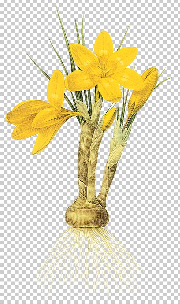 Narcissus Tazetta Floral Design Flower PNG, Clipart, Crocus Flavus, Cut Flowers, Daffodil, Floral Design, Floristry Free PNG Download