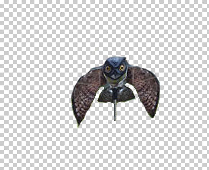 Owl Bird Rock Dove Falcon Mouse PNG, Clipart, Animals, Beak, Bird, Bird Of Prey, Common Blackbird Free PNG Download