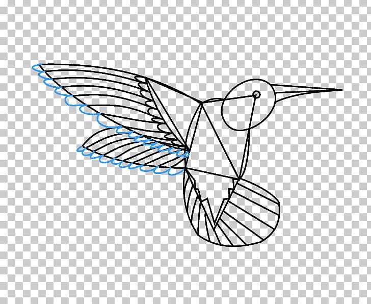 Hummingbirds Of Costa Rica Drawing PNG, Clipart, Angle, Animals, Area, Art, Bird Free PNG Download