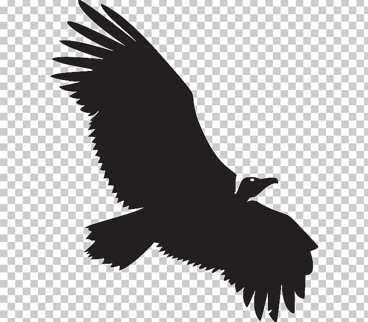 Turkey Vulture Beaky Buzzard PNG, Clipart, Accipitriformes, Animals, Bald Eagle, Beak, Beaky Buzzard Free PNG Download