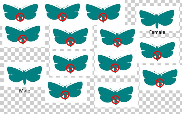 Butterfly Sterile Insect Technique Codling Moth Male PNG, Clipart, Animal, Brush Footed Butterfly, Butterflies And Moths, Butterfly, Cochliomyia Free PNG Download