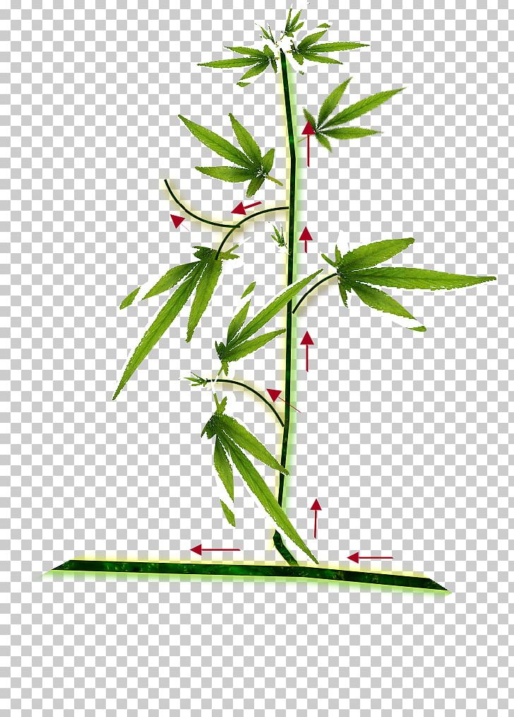 Cannabis Cultivation Hemp Haze Seedling PNG, Clipart, Branch, Cannabis, Cannabis Cultivation, Drawing, Flora Free PNG Download