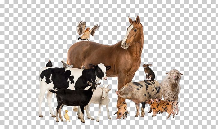 Cattle Horse Goat Pig Livestock PNG, Clipart, Agriculture, Animals, Animal Science, Animal Welfare, Cattle Free PNG Download
