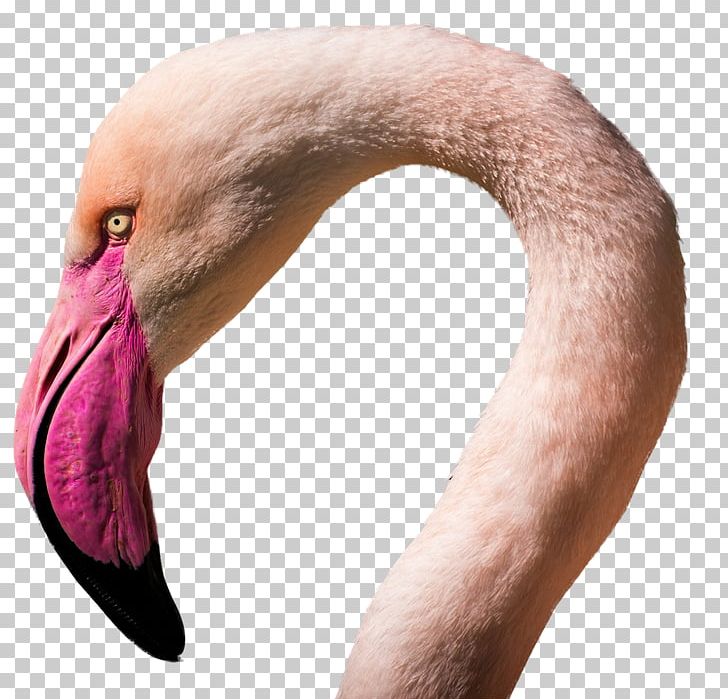 Flamingos Water Bird E-commerce PNG, Clipart, Animals, Art Print, Beak, Bird, Child Free PNG Download