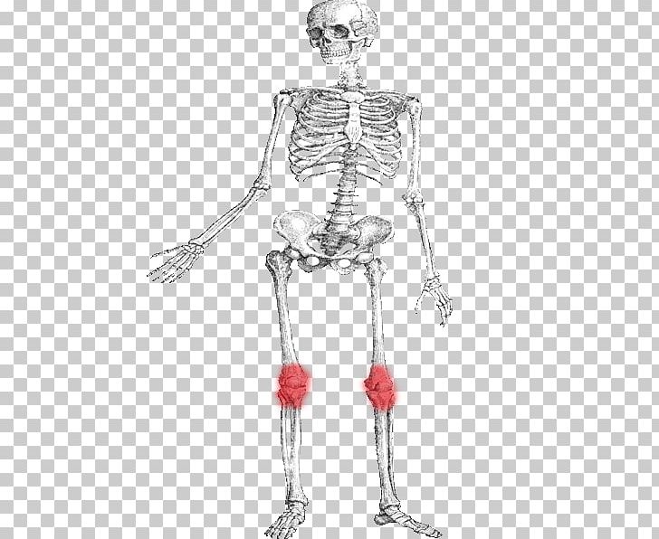 Hip Human Skeleton Bone Muscle PNG, Clipart, Arm, Bone, Costume Design, Drawing, Fantasy Free PNG Download