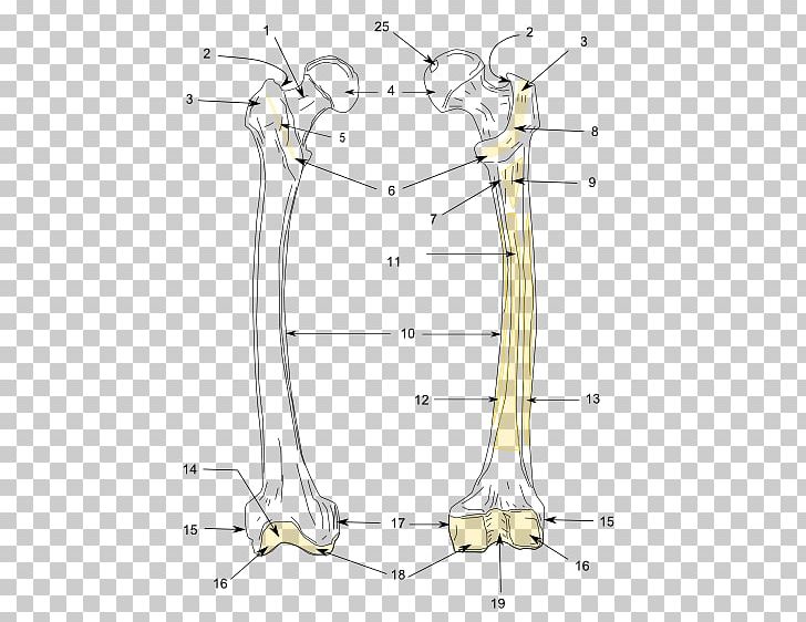 Line Point Angle Shoe PNG, Clipart, Angle, Area, Art, Femur, Line Free PNG Download