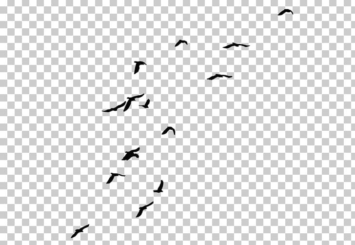 Bird Desktop PNG, Clipart, Animal Migration, Animals, Beak, Bird, Bird Migration Free PNG Download