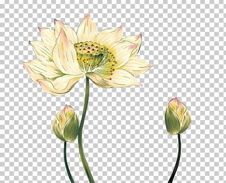 Nelumbo Nucifera Watercolor Painting Ink Wash Painting Chinoiserie PNG, Clipart, Aquatic Plant, Bud, Color, Cut Flowers, Download Free PNG Download
