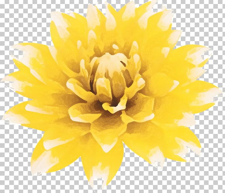 Dahlia Petal Cut Flowers Chrysanthemum PNG, Clipart, Chrysanthemum, Chrysanths, Common Daisy, Cut Flowers, Dahlia Free PNG Download