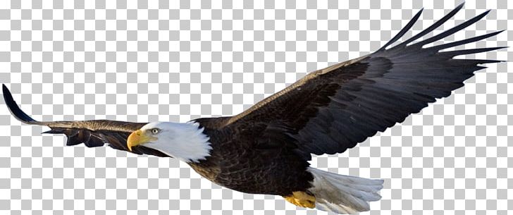 Eagle Flight Bird PNG, Clipart, Accipitriformes, Animals, Bald Eagle, Beak, Bird Free PNG Download
