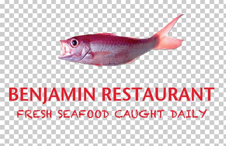 Northern Red Snapper Business YouTube Medill School Of Journalism Real Estate PNG, Clipart, Biology, Business, Fish, Funding, Investment Free PNG Download