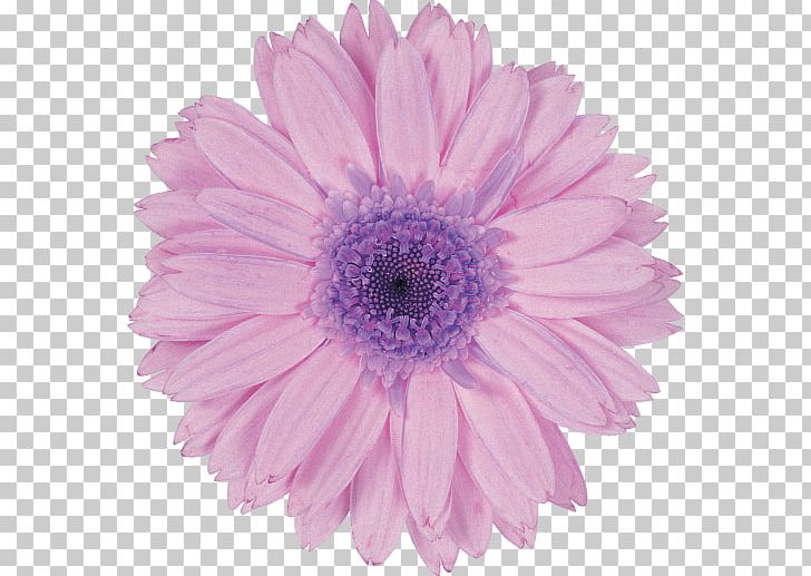 Purple Violet Lavender Flower Transvaal Daisy PNG, Clipart, Advertising, Annual Plant, Art, Aster, Chrysanths Free PNG Download
