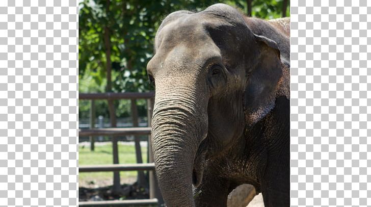 African Elephant Sri Lankan Elephant Tusk Bandipur National Park PNG, Clipart, African Elephant, Animal, Animals, Asian, Asian Elephant Free PNG Download