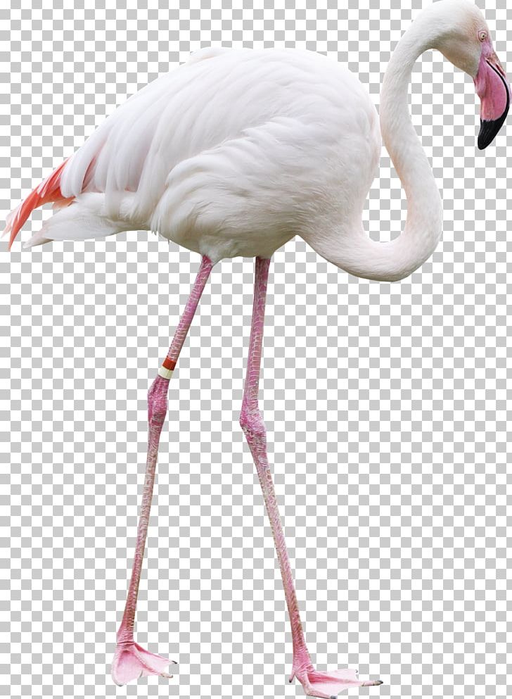 Bird Greater Flamingo PNG, Clipart, Animals, Beak, Bird, Chart, Clip Art Free PNG Download