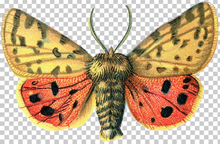 Butterfly Rhyparia Purpurata PNG, Clipart, Arthropod, Bombycidae, Brush Footed Butterfly, Butterflies And Moths, Butterfly Free PNG Download