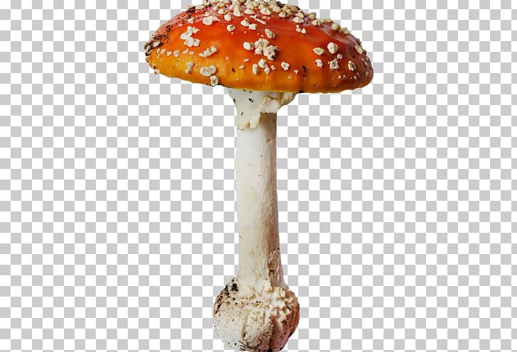 Edible Mushroom Agaric Orange PNG, Clipart, Agaric, Digital Image, Download, Edible Mushroom, Fungus Free PNG Download