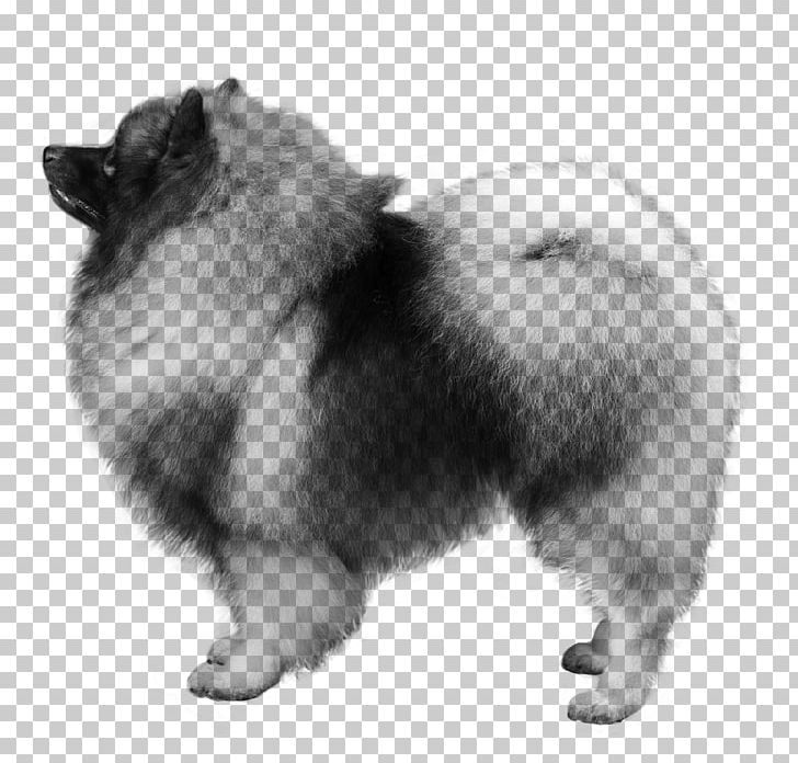 German Spitz Mittel German Spitz Klein Keeshond Pomeranian Volpino PNG, Clipart, Ancient Dog Breeds, Black And White, Breed, Carnivoran, Companion Dog Free PNG Download