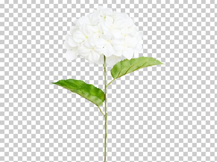 Hydrangea Cut Flowers Plant Stem PNG, Clipart, Cornales, Cut Flowers, Flower, Flowering Plant, Hydrangea Free PNG Download