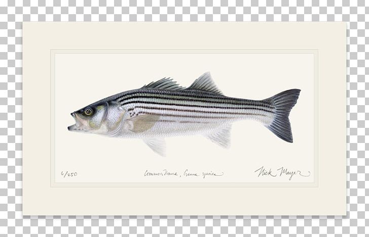 Fishing Baits & Lures Striped Bass Fly Fishing PNG, Clipart, Atlantic Croaker, Bass, Brand, Drums, Fish Free PNG Download