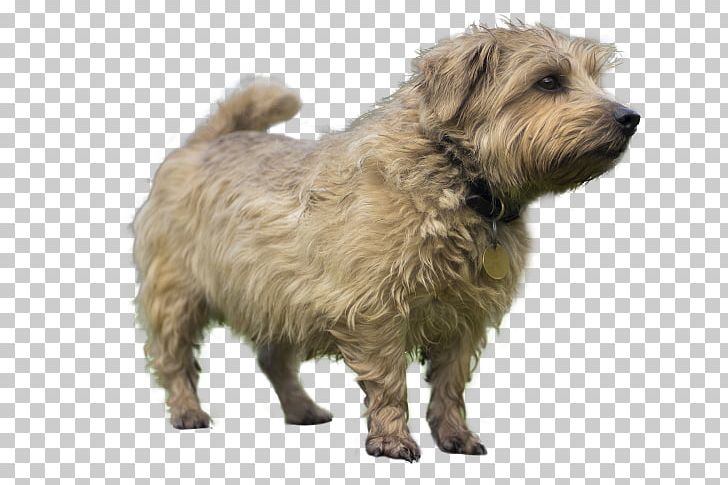 Glen Of Imaal Terrier Norwich Terrier Norfolk Terrier Cairn Terrier Dandie Dinmont Terrier PNG, Clipart, Bread Pan, Carnivoran, Companion Dog, Dog Breed, Dog Breed Group Free PNG Download