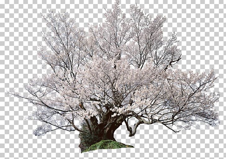 National Cherry Blossom Festival Shrub PNG, Clipart, Blossom, Branch, Cherry, Cherry Blossom, Cherry Tree Free PNG Download