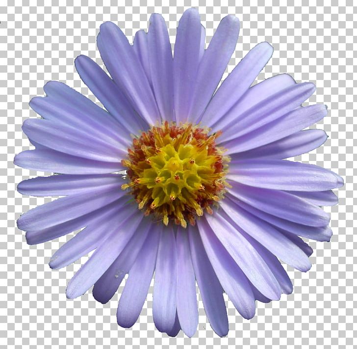 Aster Tataricus Symphyotrichum Novae-angliae Symphyotrichum Oblongifolium Flowering Plant PNG, Clipart, Annual Plant, Aster, Chrysanths, Daisy, Daisy Family Free PNG Download