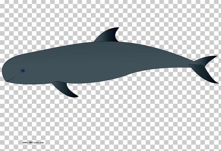 Common Bottlenose Dolphin Tucuxi Baby Whale PNG, Clipart, Baby Whale, Beluga Whale, Black, Blue Whale, Cetacea Free PNG Download