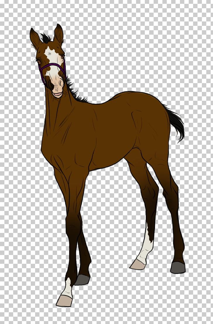 Mule Foal Mustang Stallion Halter PNG, Clipart,  Free PNG Download