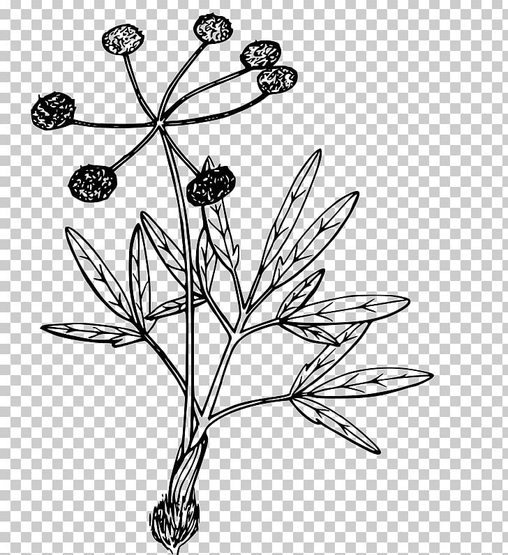 Plant Drawing Lomatium Cous Coloring Book PNG, Clipart, Branch, Color, Coloring Book, Drawing, Flora Free PNG Download