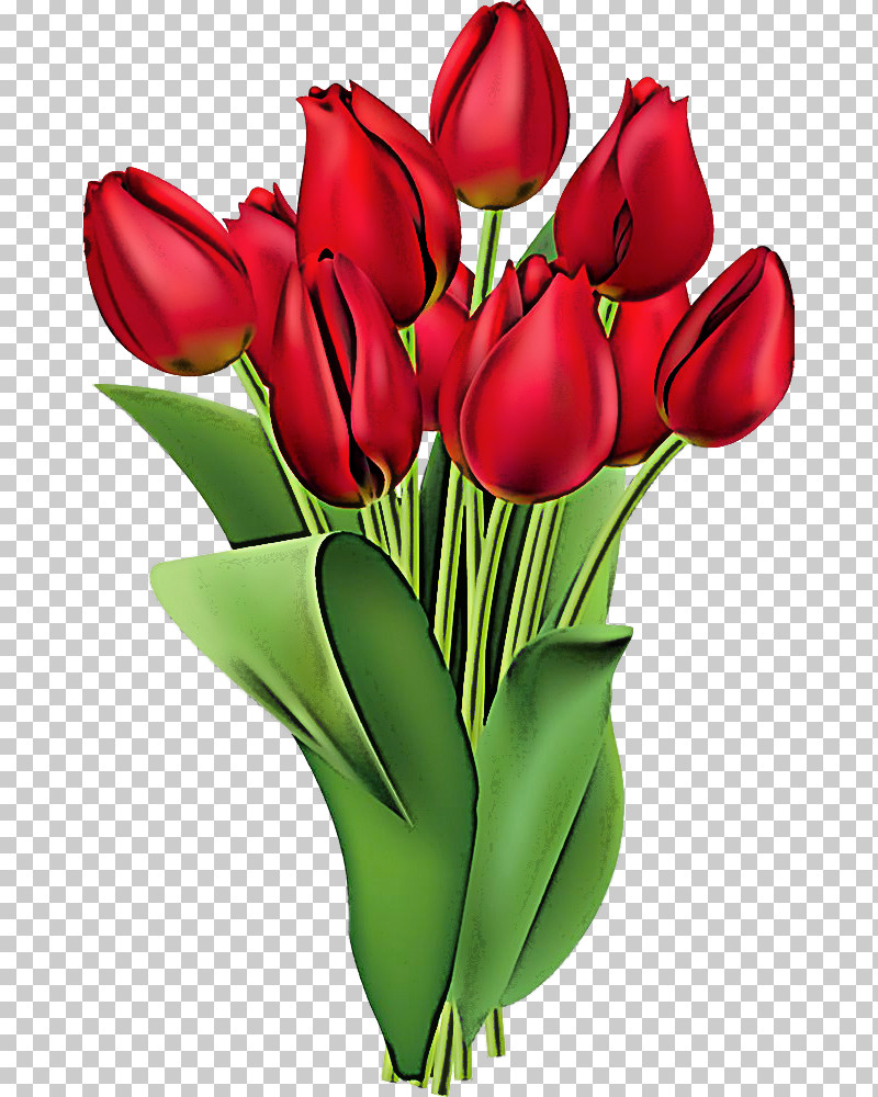 Flower Cut Flowers Red Tulip Petal PNG, Clipart, Bouquet, Bud, Cut Flowers, Flower, Lily Family Free PNG Download