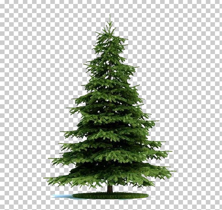 Blue Spruce Tree Norway Spruce Plant Pine PNG, Clipart, 3d Computer Graphics, 3d Modeling, 3d Trees, Autumn Tree, Bonsai Free PNG Download