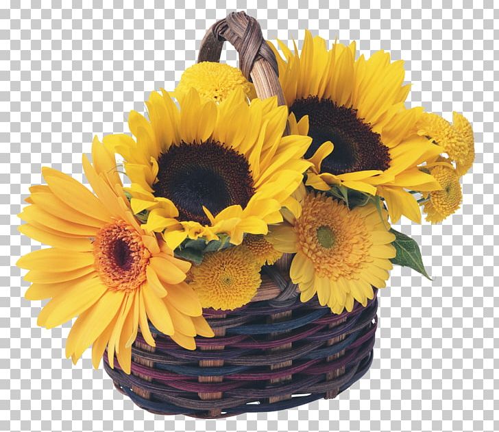 Greeting Internet PNG, Clipart, Basket, Color, Cut Flowers, Daisy Family, Family Free PNG Download