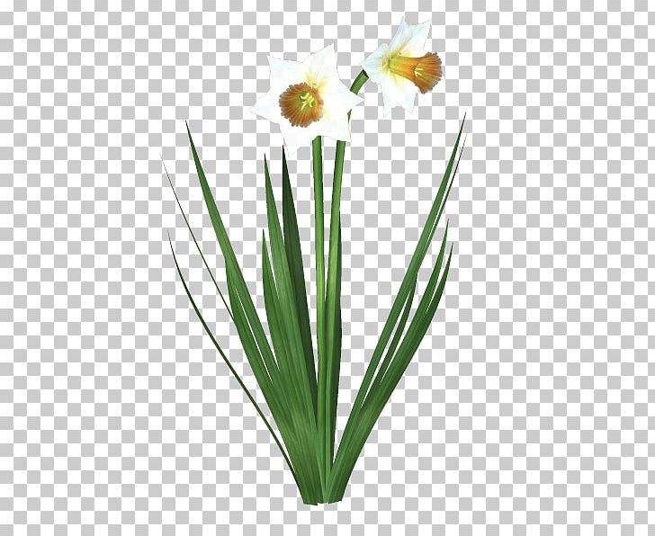 Cut Flowers Flowerpot Plant Stem Petal PNG, Clipart, Cut Flowers, Flower, Flowering Plant, Flowerpot, Grass Free PNG Download