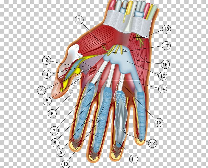 Hand Wrist Anatomy Carpal Bones Finger PNG, Clipart, Anatomy, Anatomy Cliparts, Arm, Blood Vessel, Bone Free PNG Download