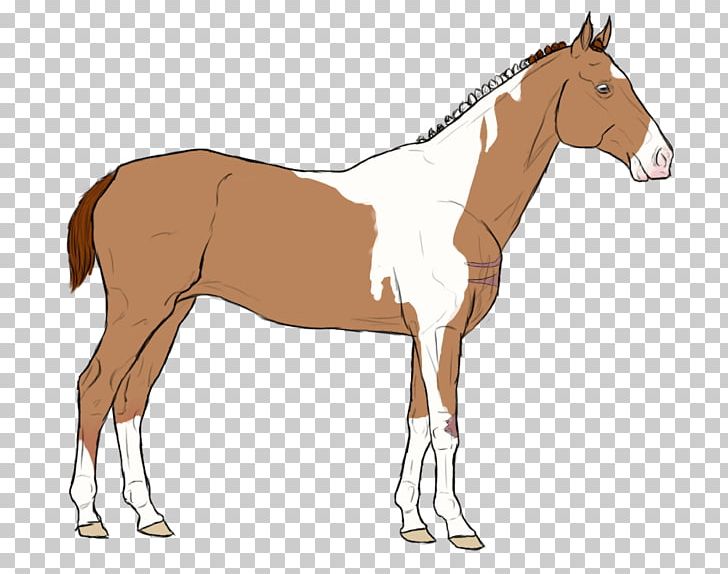 Mule Foal Stallion Bridle Mare PNG, Clipart, Bridle, Colt, Foal, Halter, Horse Free PNG Download