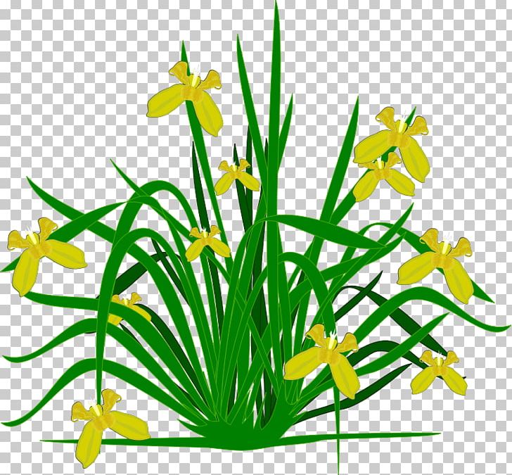 Plants Flowering Plant Graphics PNG, Clipart, Aquatic Plants, Artwork, Computer Icons, Cut Flowers, Drawing Free PNG Download