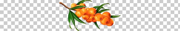 Sea Buckthorn PNG, Clipart, Sea Buckthorn Free PNG Download