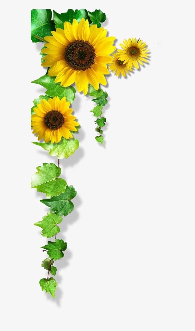 Sunflower PNG, Clipart, Creative, Decoration, Flower, Flowers, Sunflower Free PNG Download