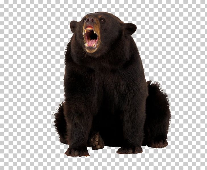 American Black Bear Polar Bear Grizzly Bear Armant Dog PNG, Clipart, Alaska Peninsula Brown Bear, American Black Bear, Animal, Animals, Bear Free PNG Download