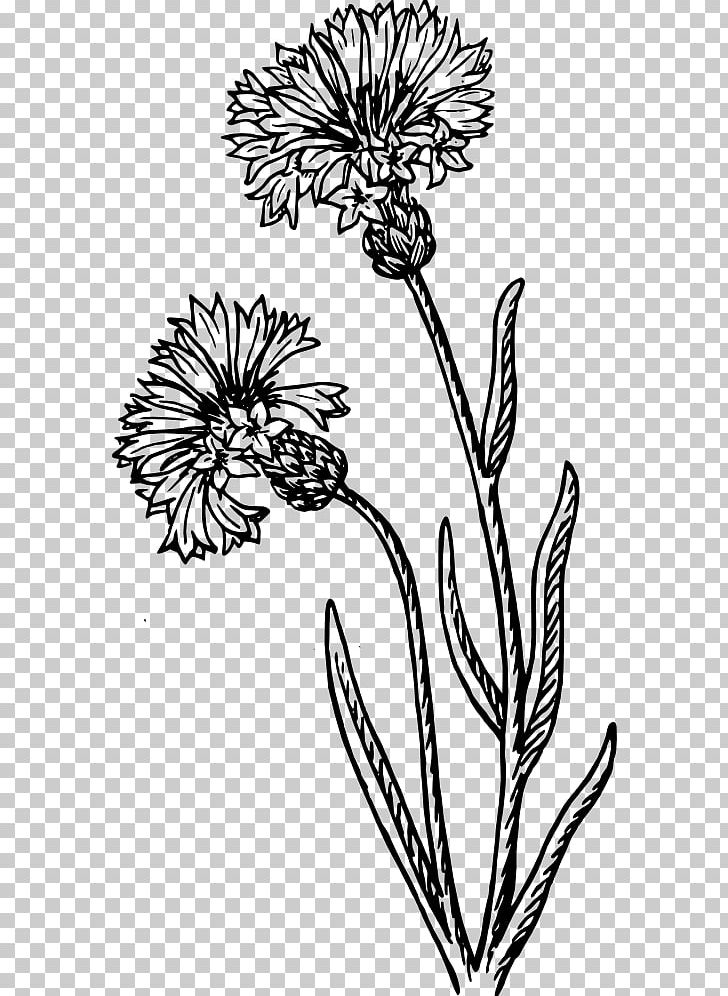 Cornflower Drawing Watercolor Painting PNG, Clipart, Black And White, Blue Flower, Branch, Cornflower Blue, Cut Flowers Free PNG Download