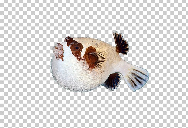 Fishkeeping PNG, Clipart, Animals, Beak, Beautiful, Beautiful Fish Pictures, Bird Free PNG Download