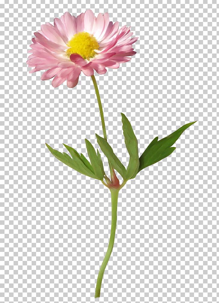 Flower Gerber Format PNG, Clipart, Annual Plant, Aster, Chrysanths, Computer Icons, Cut Flowers Free PNG Download