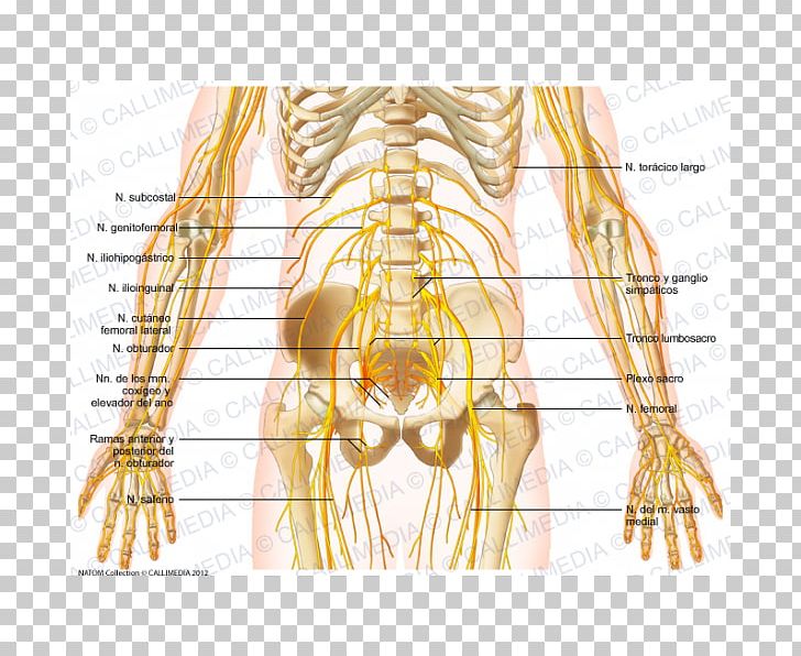 Nerve Pelvis Abdomen Hip Muscle PNG, Clipart, Abdomen, Abdominal Wall, Anatomy, Commodity, Femur Free PNG Download