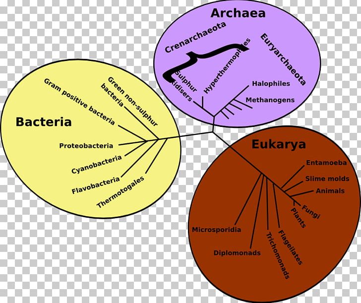 Phylogenetic Tree Three-domain System Archaeans Evolution PNG, Clipart, Angle, Archaeans, Area, Bacteria, Biological Classification Free PNG Download